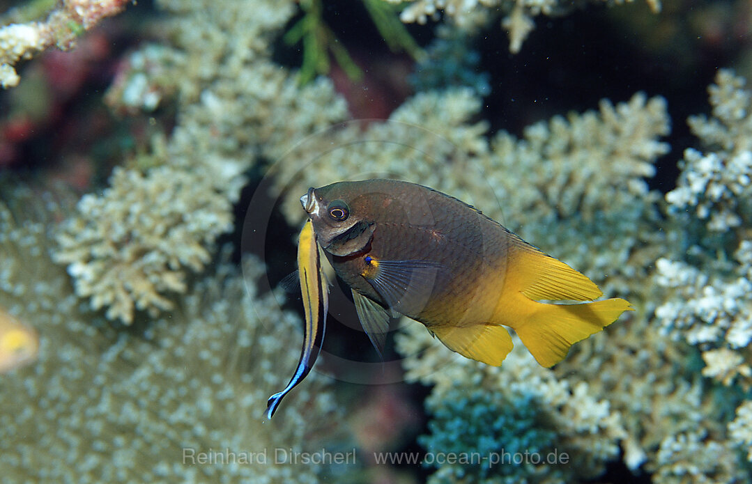 Gelbflossen-Riffbarsch und Putzerfisch, Neoglyphidodon nigroris, Labroides dimidiatus, Wakatobi Dive Resort, Sulawesi, Indischer Ozean, Bandasee, Indonesien