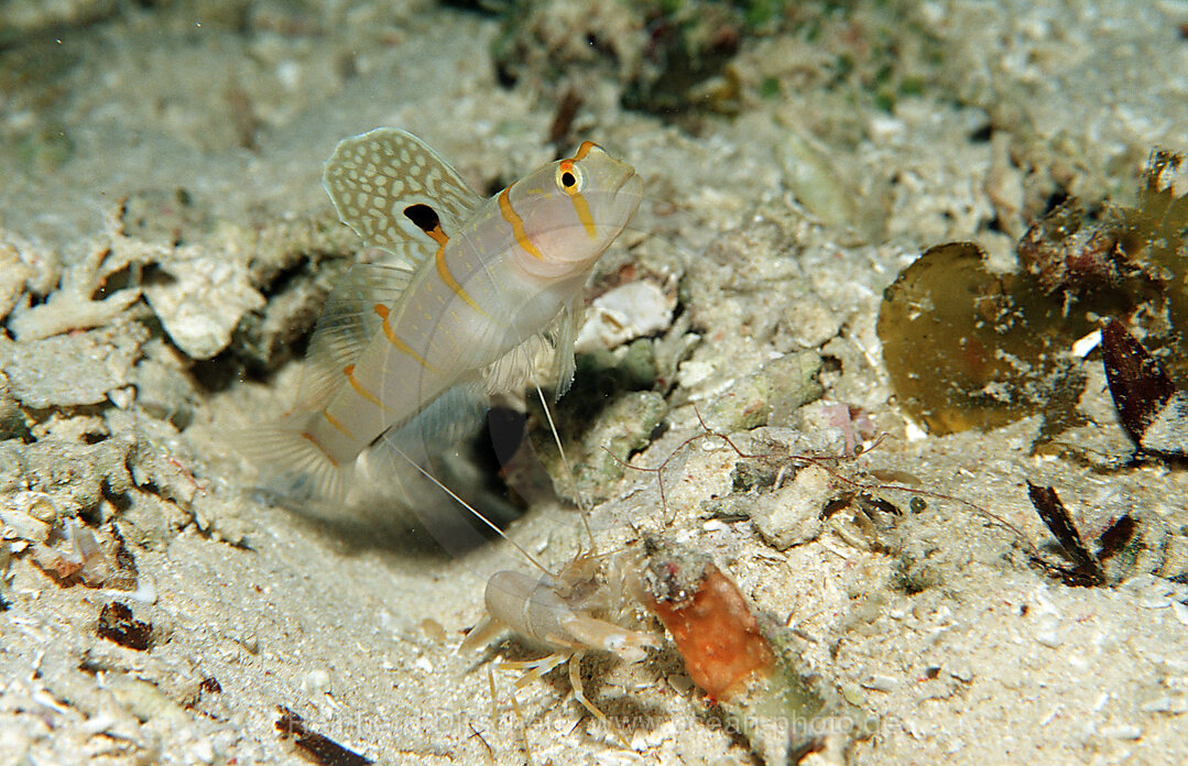 Randalls Waechtergrundel mit Pistolenkrebs, Amblyeleotris randalli, Wakatobi Dive Resort, Sulawesi, Indischer Ozean, Bandasee, Indonesien