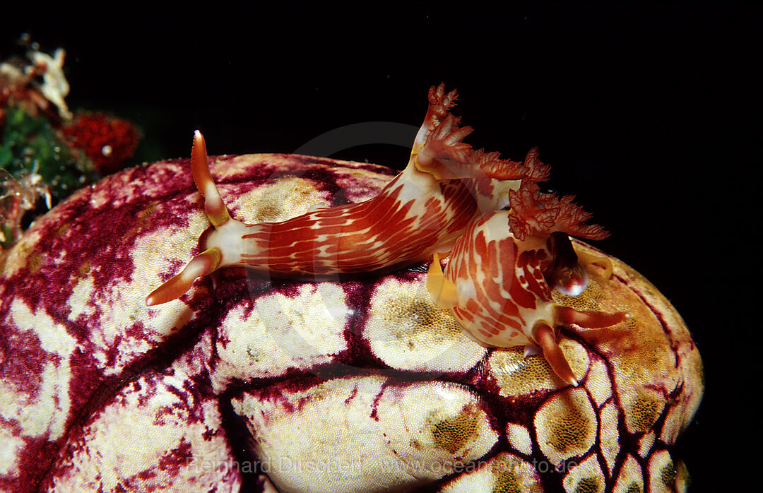 Zwei Prachtsternschnecken auf Seescheide, Chromodoris sp., Wakatobi Dive Resort, Sulawesi, Indischer Ozean, Bandasee, Indonesien