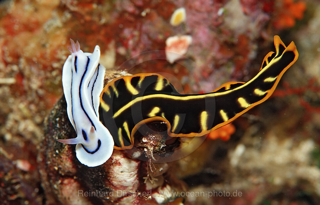 Plattwurm und Prachtsternschnecke
