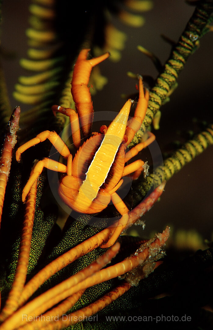 Federstern Springkrabbe