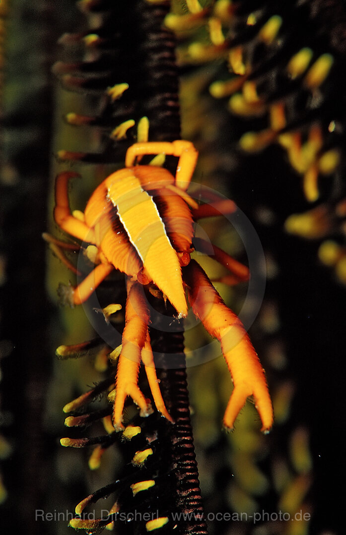 squat lobster on a featherstar