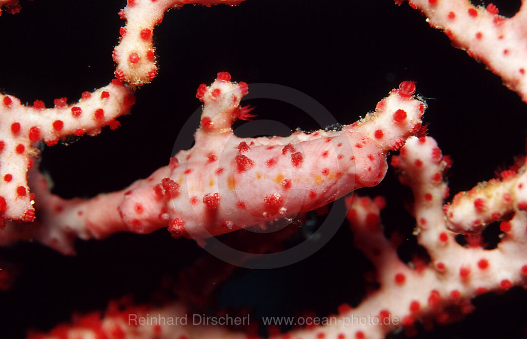 Allied cowry