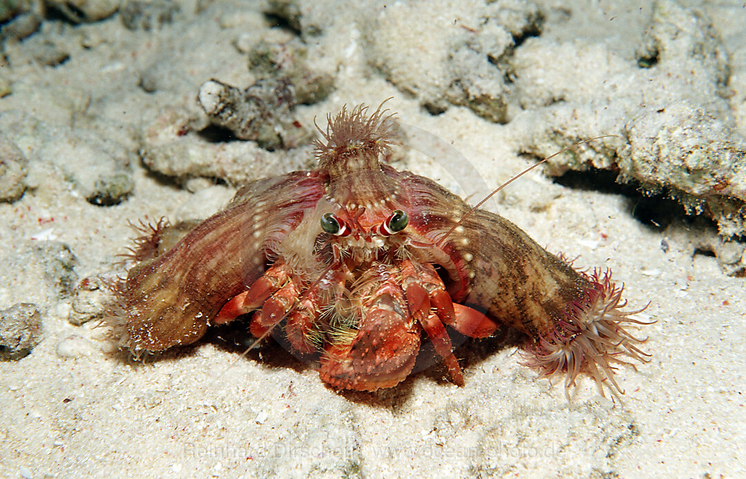 Anemonen-Einsiedlerkrebs, Dardanus pedunculatus, Calliactis parasitica, Wakatobi Dive Resort, Sulawesi, Indischer Ozean, Bandasee, Indonesien