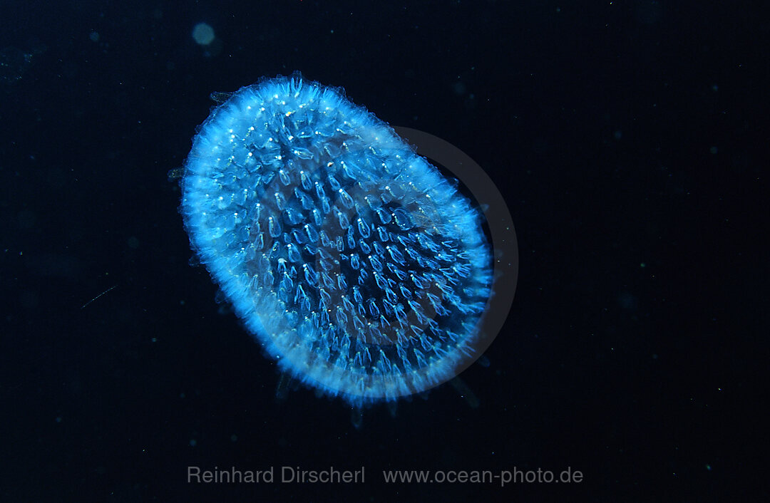 Drifting Jellyfish