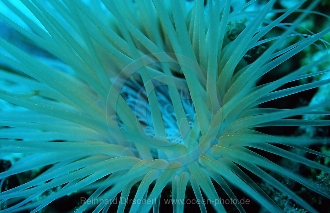 Fluoreszierende Zylinderrose, Korallenfluoreszenz, Wakatobi Dive Resort, Sulawesi, Indischer Ozean, Bandasee, Indonesien