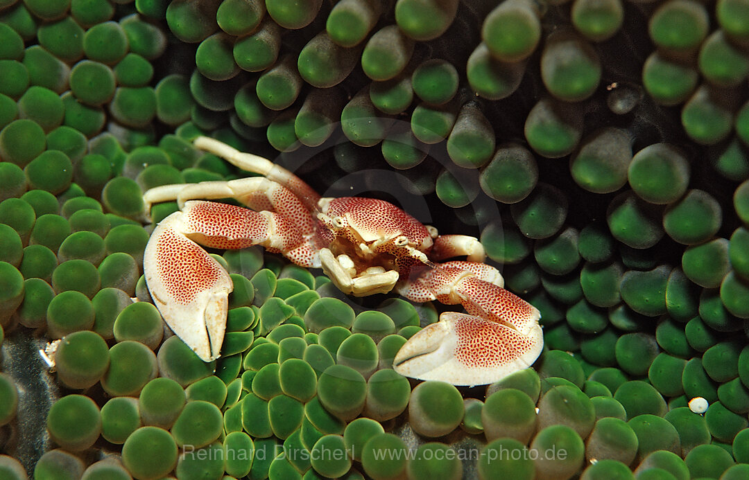 Gefleckter Anemonen-Porzellankrebs