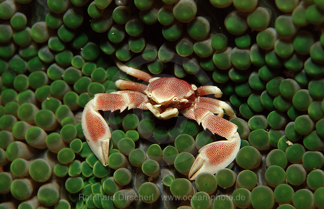 Gefleckter Anemonen-Porzellankrebs