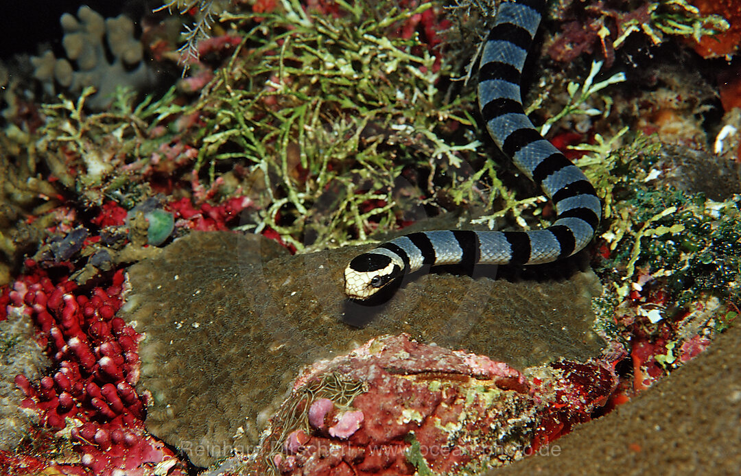 Banded Yellow-lip Sea Snake, Laticauda colubrina, Wakatobi Dive Resort, Sulawesi, Indian Ocean, Bandasea, Indonesia