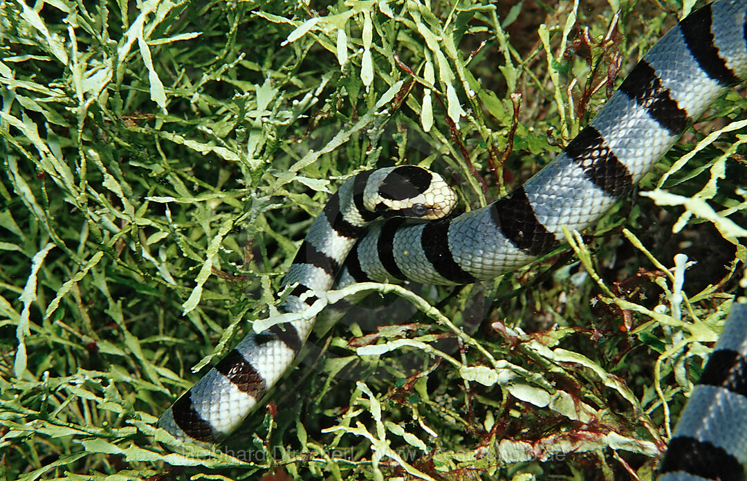 Gebaenderte Gelblippen-Seeschlange, Laticauda colubrina, Wakatobi Dive Resort, Sulawesi, Indischer Ozean, Bandasee, Indonesien