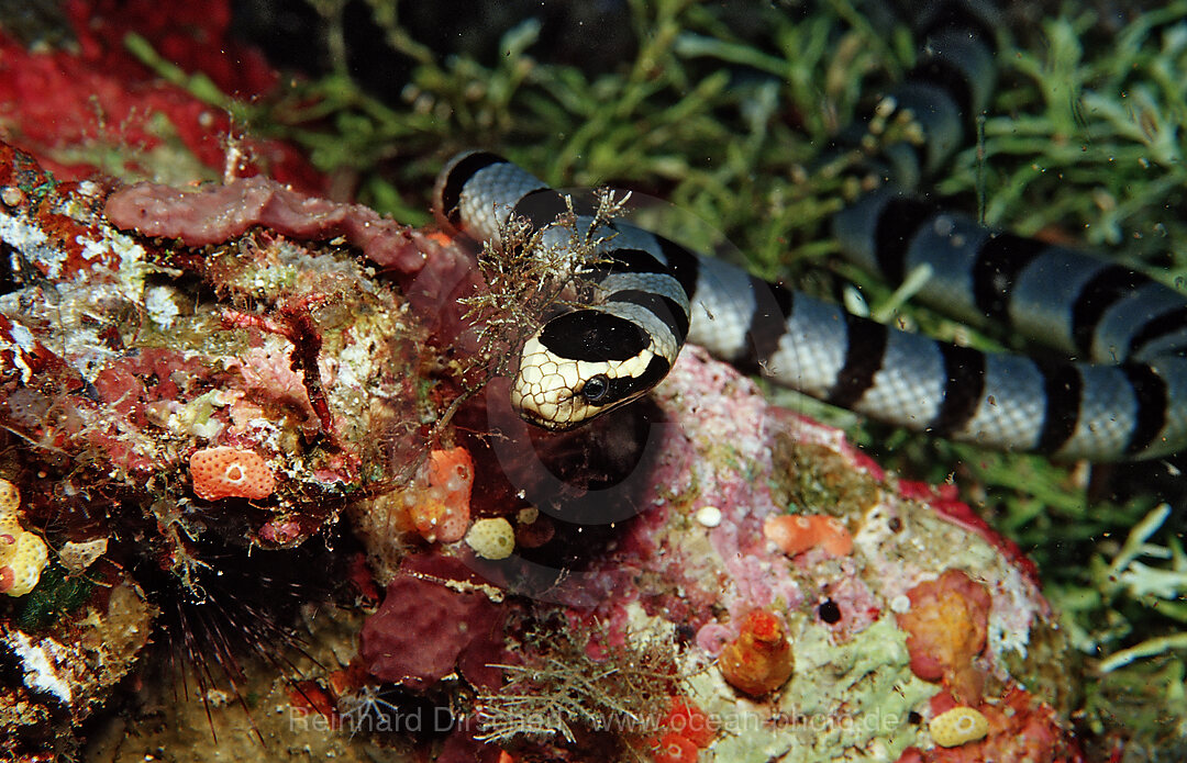 Gebaenderte Gelblippen-Seeschlange, Laticauda colubrina, Wakatobi Dive Resort, Sulawesi, Indischer Ozean, Bandasee, Indonesien