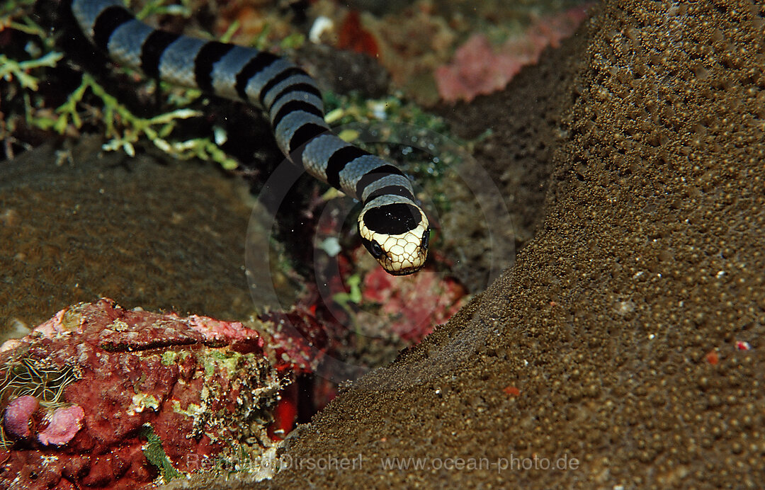 Banded Yellow-lip Sea Snake, Laticauda colubrina, Raja Ampat, Irian Jaya, West Papua, Indian Ocean, Indonesia