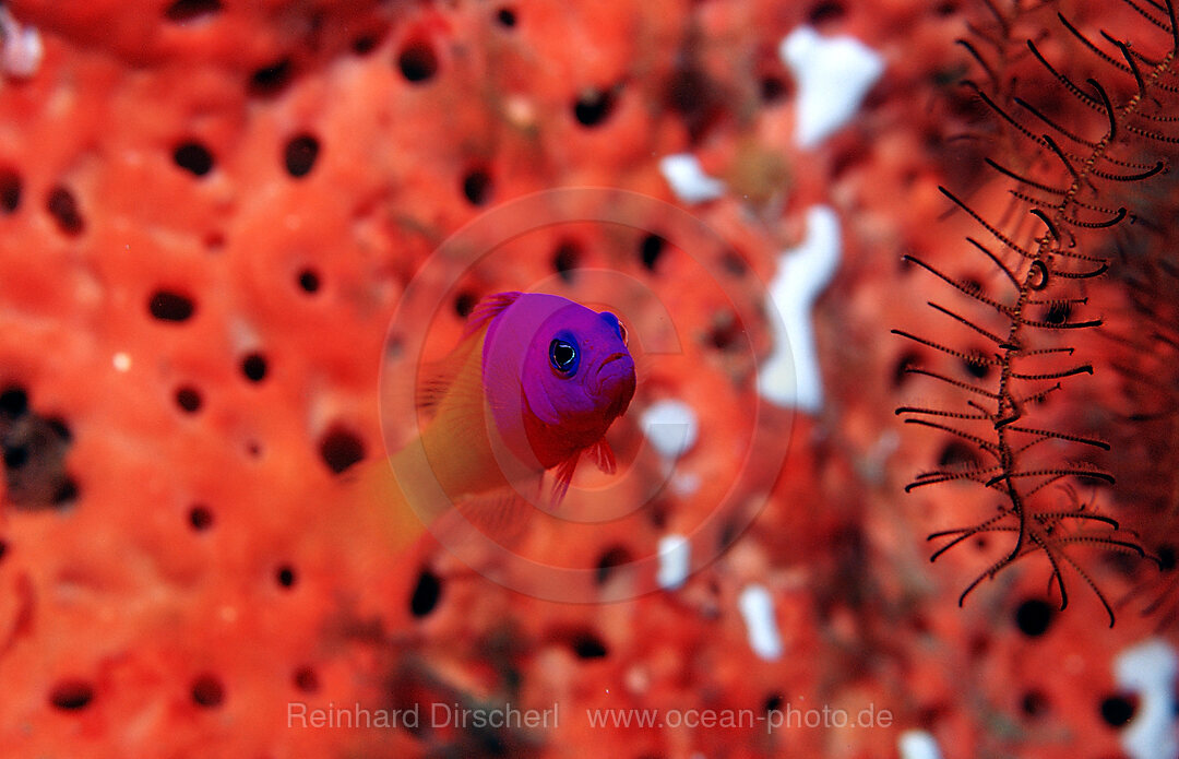 Two-colour dottyback