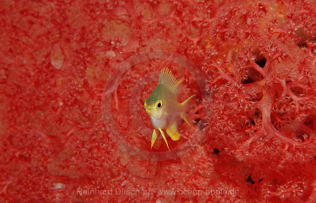 Yellowfin damsel