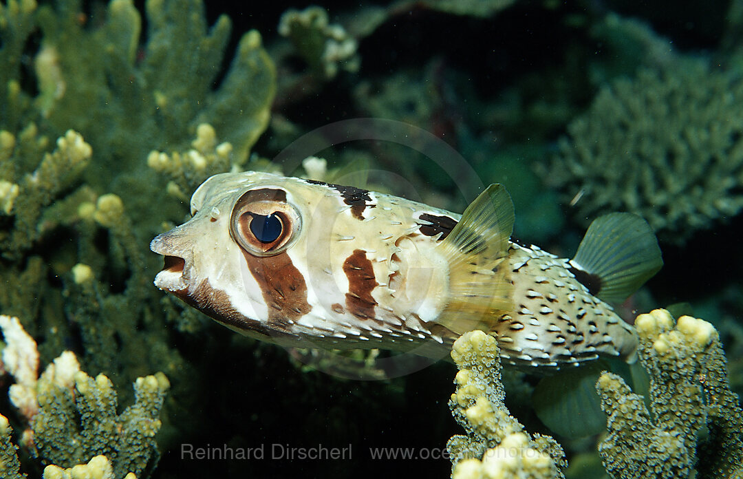 Black-blotched porcupinefish