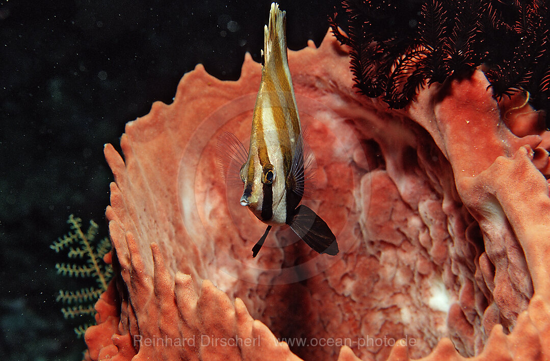 Mueller´s coralfish