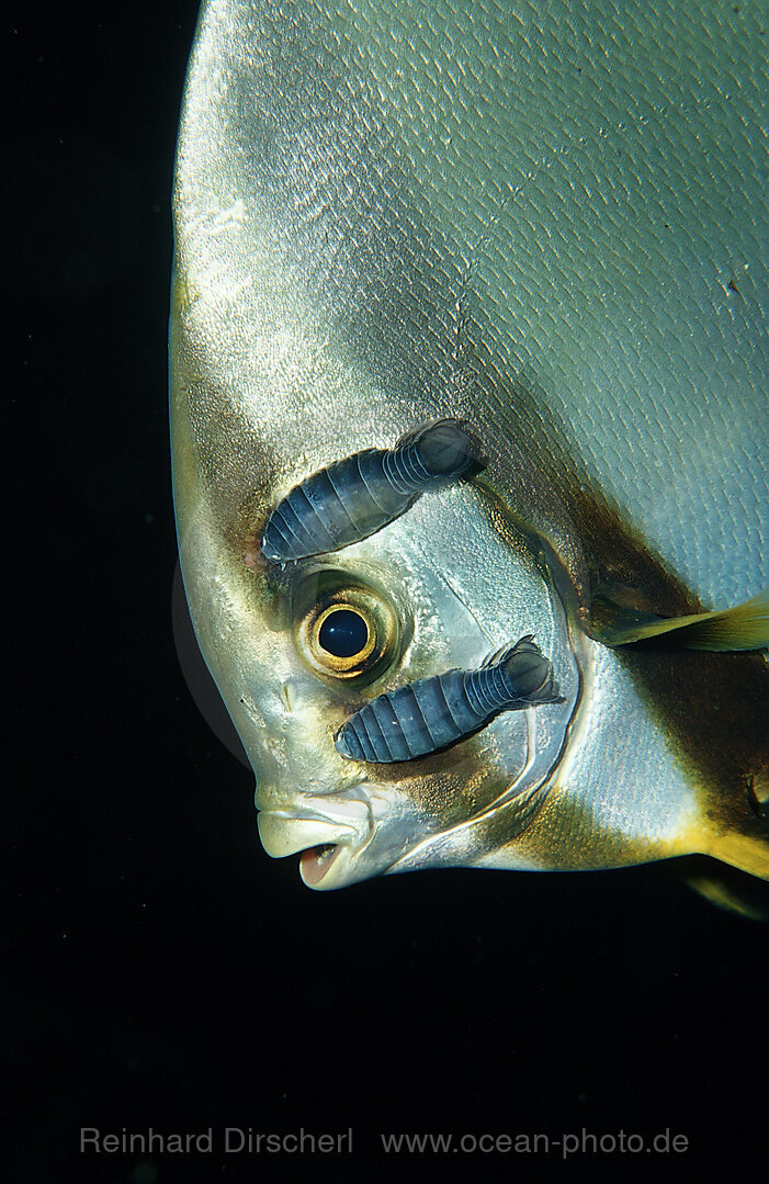 Isopods on Pinnate batfish