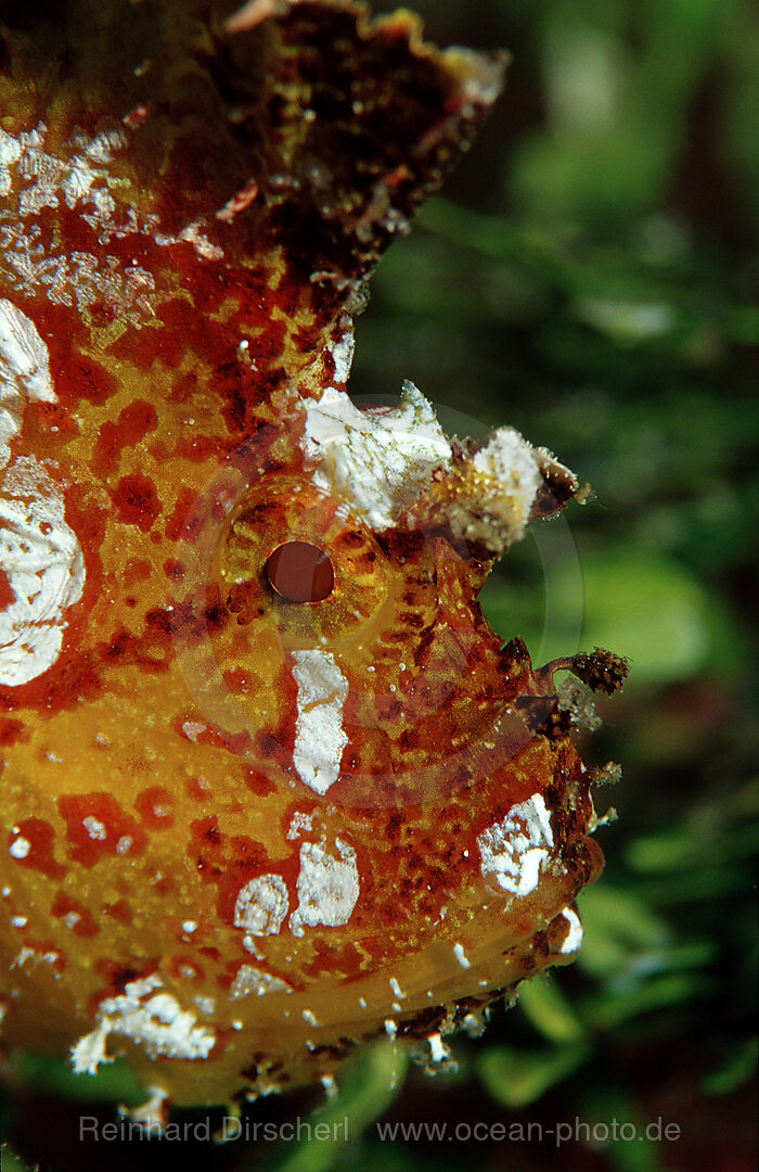 Leaf fish