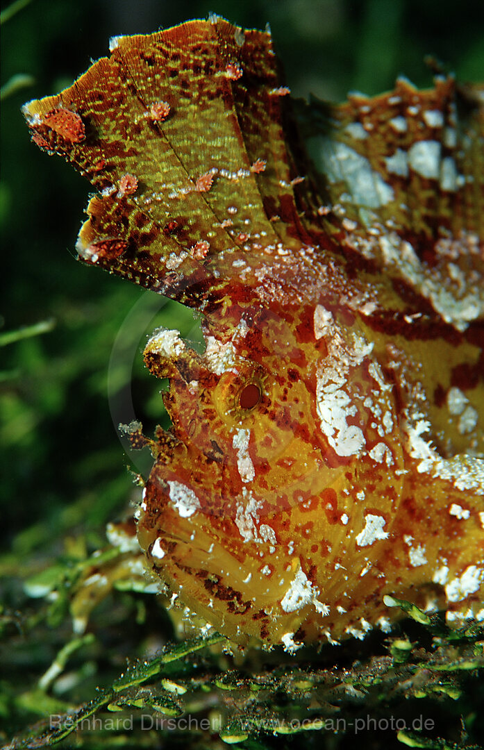 Leaf fish