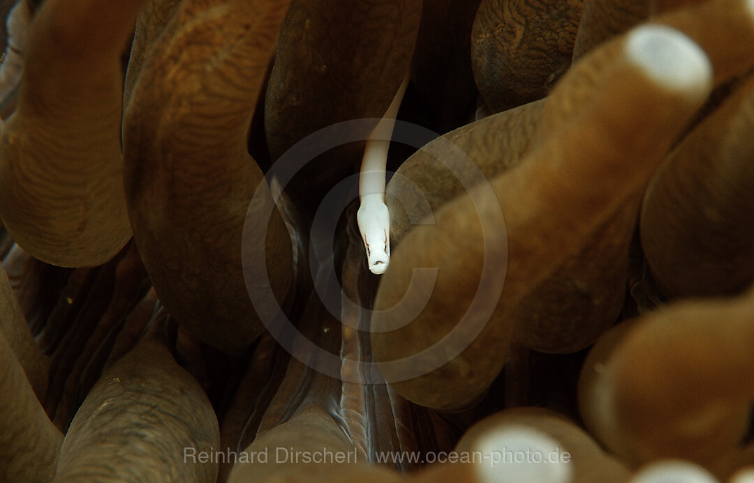 Pilzkorallen-Seenadel, Siokunichthys nigrolineatus, Wakatobi Dive Resort, Sulawesi, Indischer Ozean, Bandasee, Indonesien