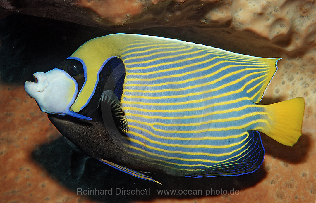 Imperator Kaiserfisch
