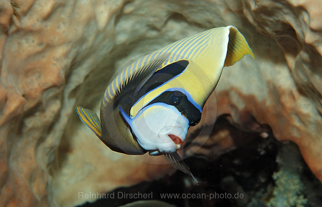 Imperator Kaiserfisch