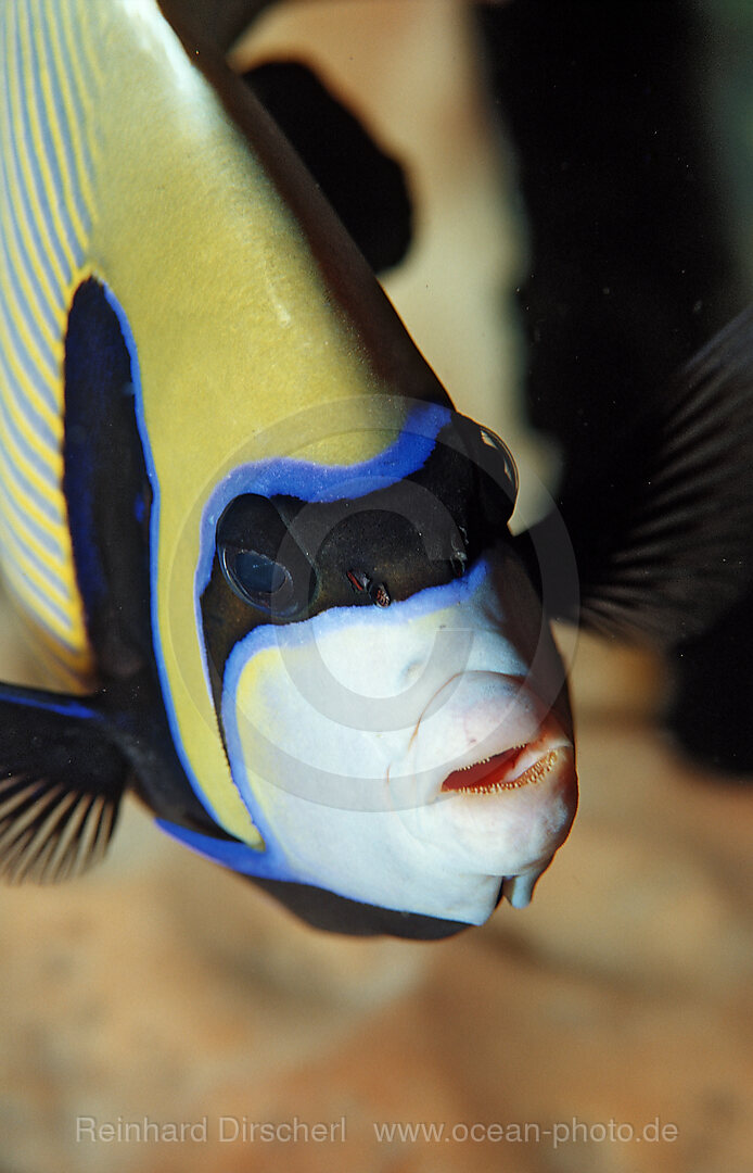 Imperator Kaiserfisch