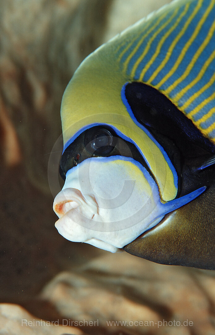Emperor angelfish