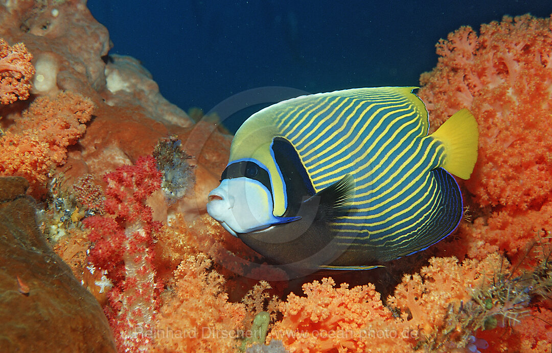 Imperator Kaiserfisch