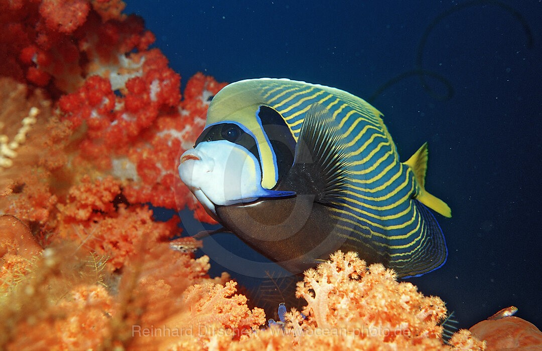 Emperor angelfish