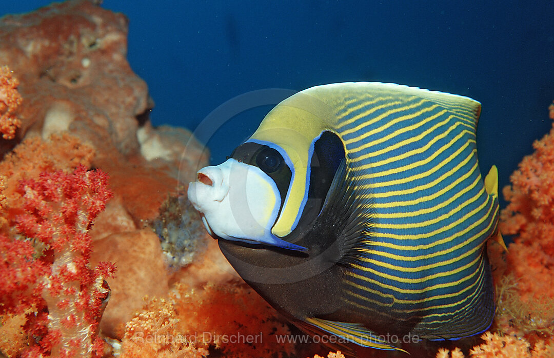 Imperator Kaiserfisch