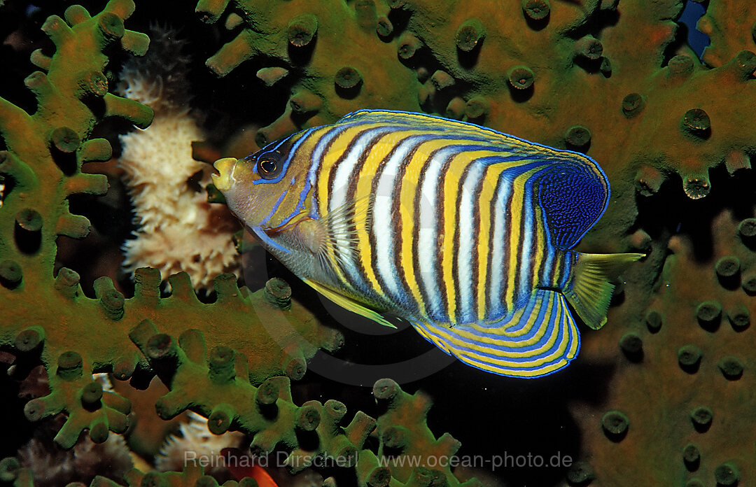 Regal angelfish