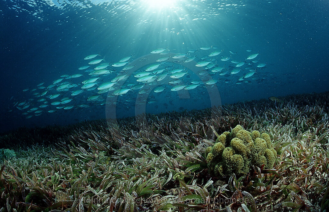 schooling fusiliers over sea grass