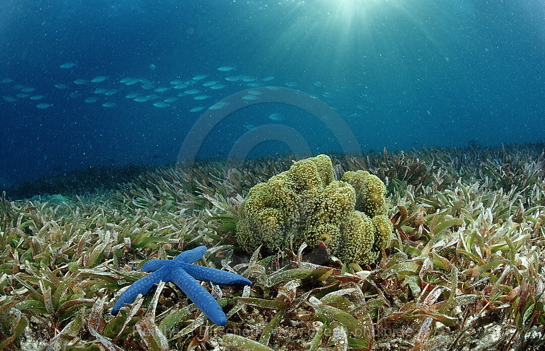 Blauer Seestern auf Seegraswiese