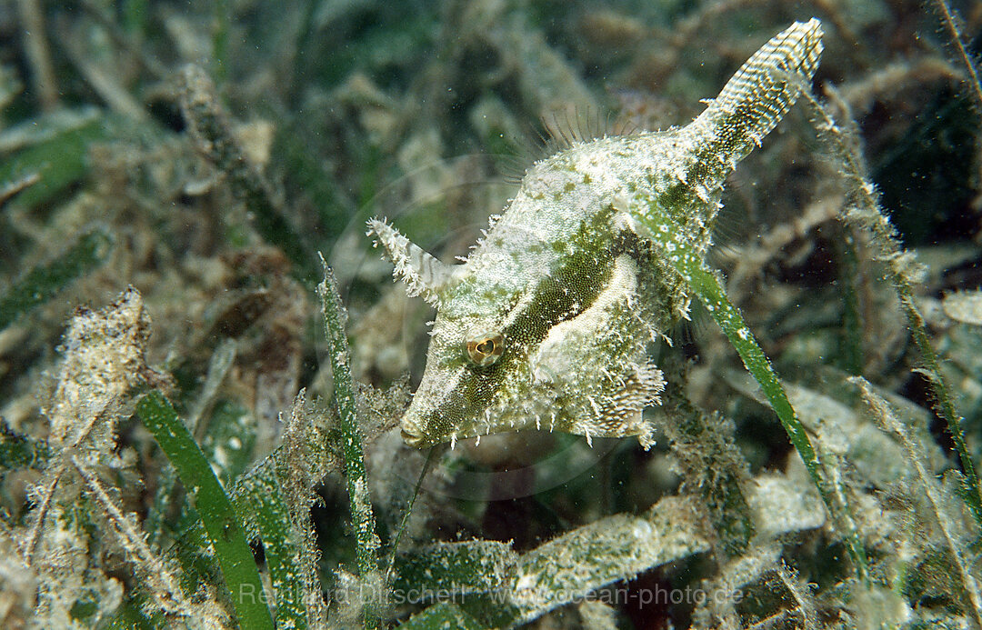 Gruener Feilenfisch