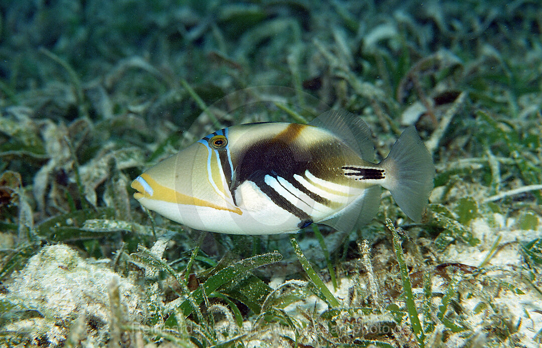 Gemeiner Picassodruecker ueber Seegraswiese