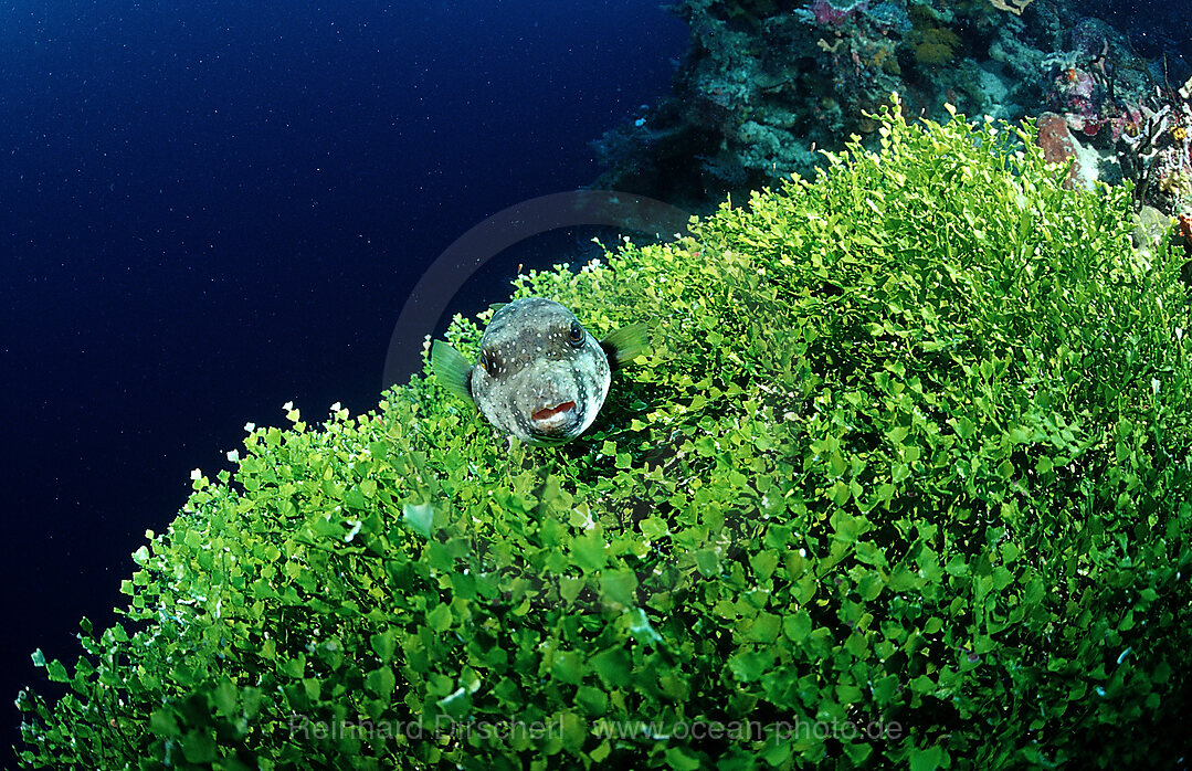 Ringed puffer on algas, Arothron hispidus, Wakatobi Dive Resort, Sulawesi, Indian Ocean, Bandasea, Indonesia