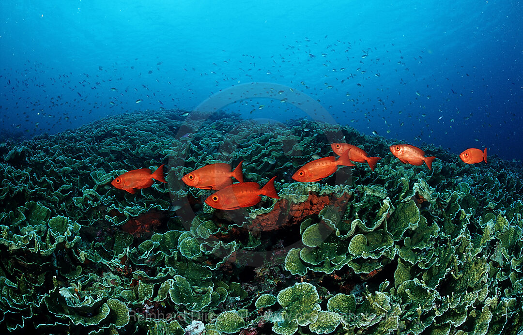 Schwarm Grossaugenbarsche, Priacanthus hamrur, Wakatobi Dive Resort, Sulawesi, Indischer Ozean, Bandasee, Indonesien