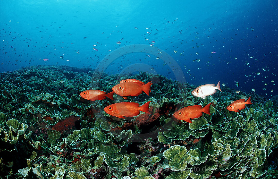 Schooling Crescent-tail bigeyes