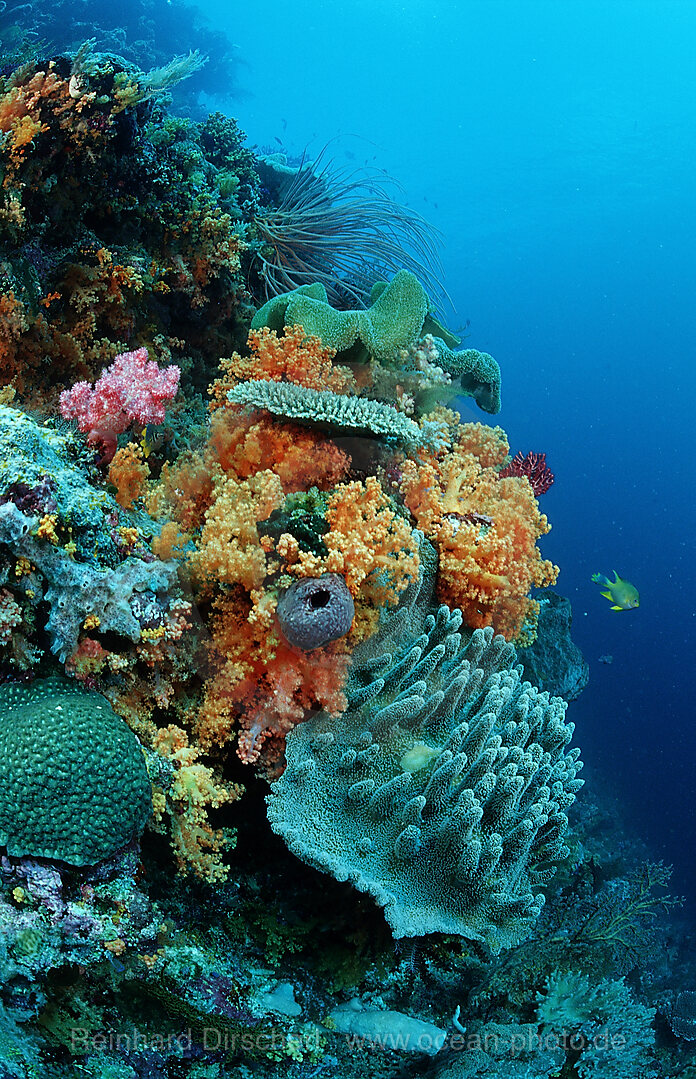 Farbenpraechtiges Korallenriff, Wakatobi Dive Resort, Sulawesi, Indischer Ozean, Bandasee, Indonesien