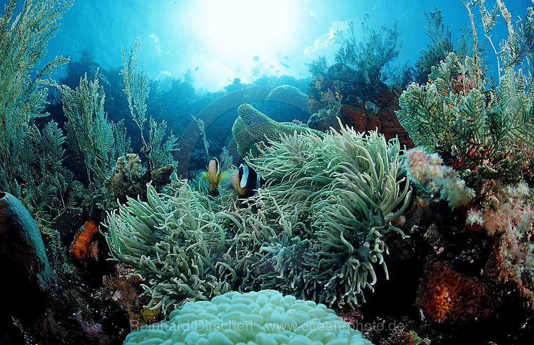 Farbenpraechtiges Korallenriff, Wakatobi Dive Resort, Sulawesi, Indischer Ozean, Bandasee, Indonesien