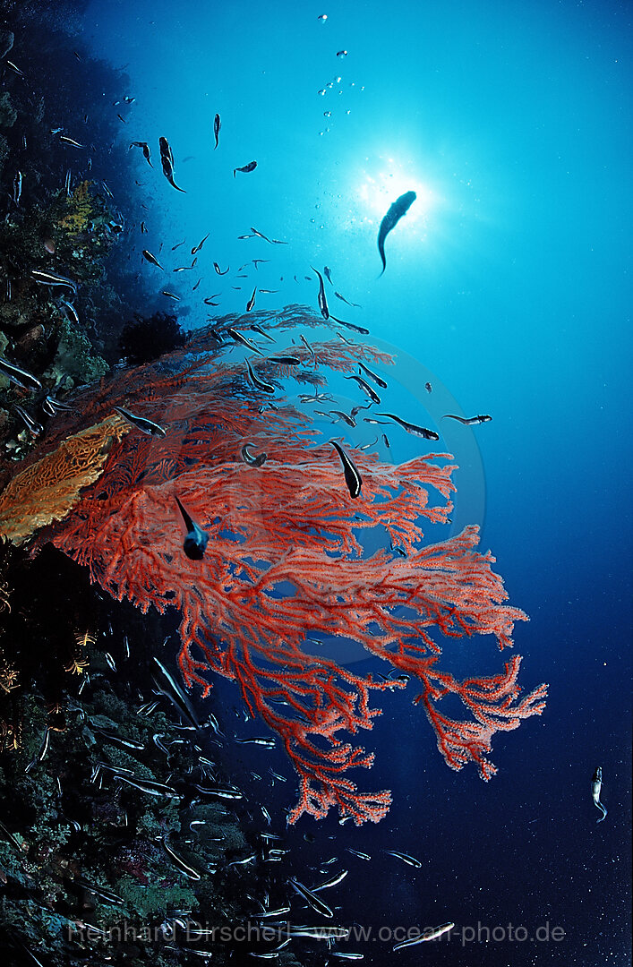 Colourful coral reef