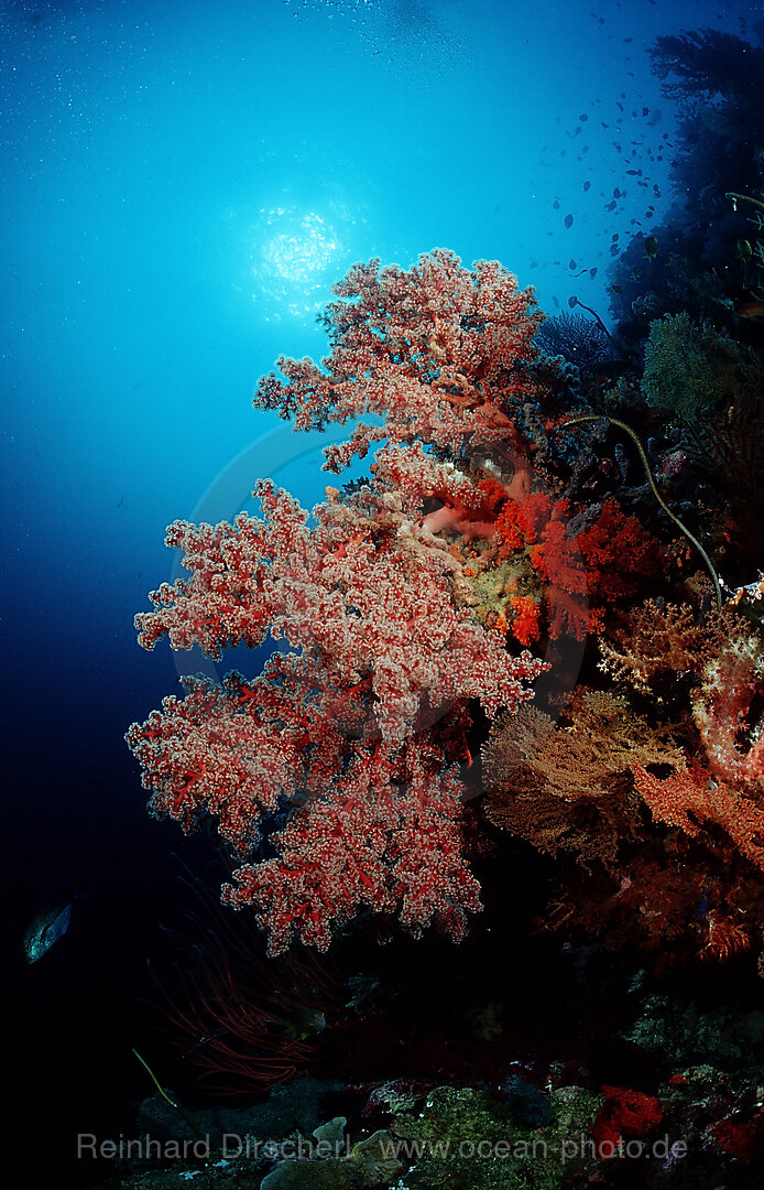 Colourful coral reef