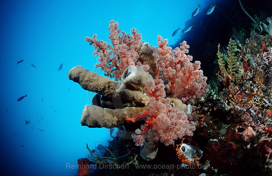 Colourful coral reef