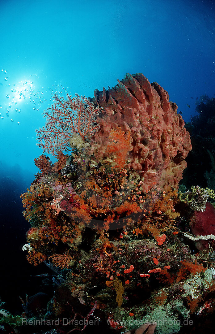 Farbenpraechtiges Korallenriff, Wakatobi Dive Resort, Sulawesi, Indischer Ozean, Bandasee, Indonesien