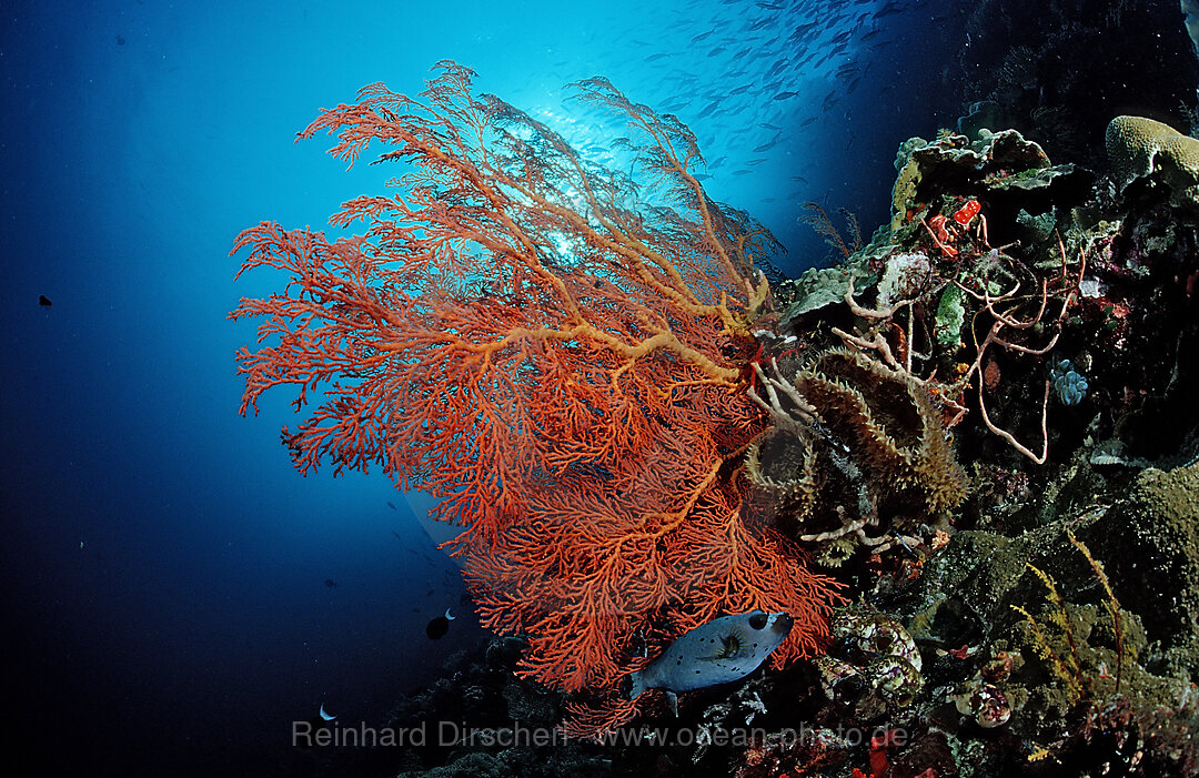 Colourful coral reef
