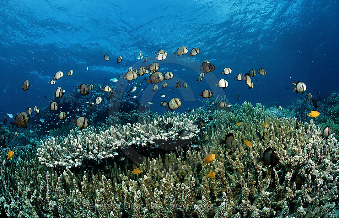 Schooling Reticulated dascyllus
