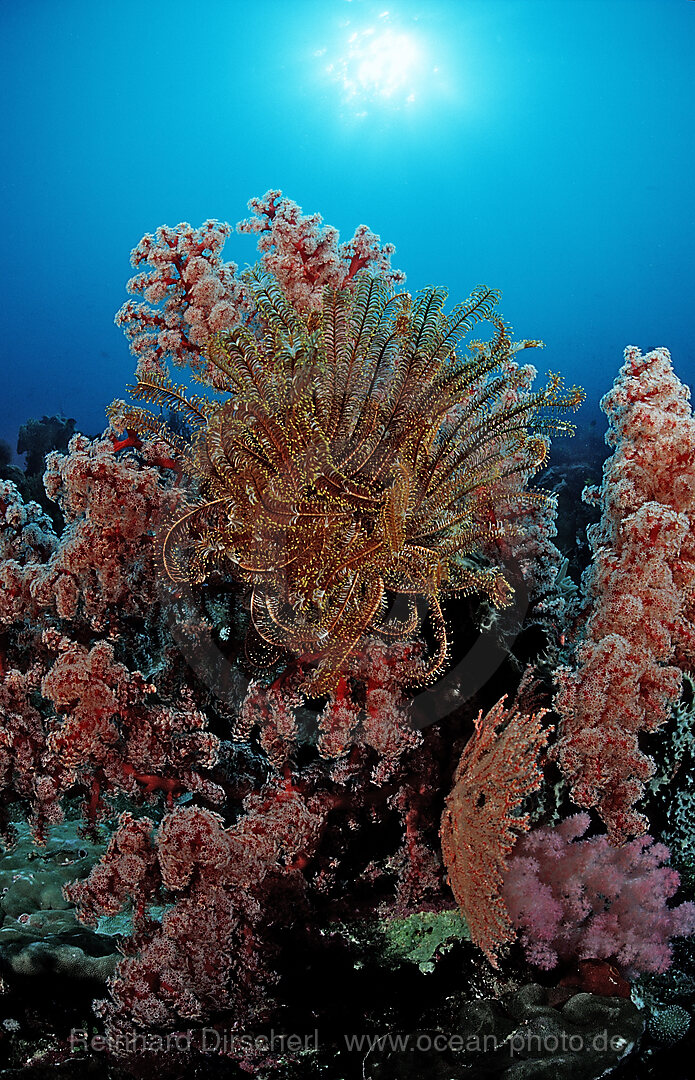 Colourful coral reef