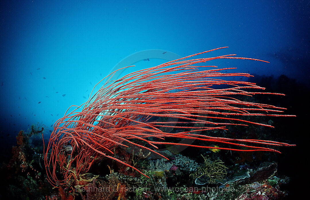 Farbenpraechtiges Korallenriff, Raja Ampat, Irian Jaya, West Papua, Indischer Ozean, Indonesien