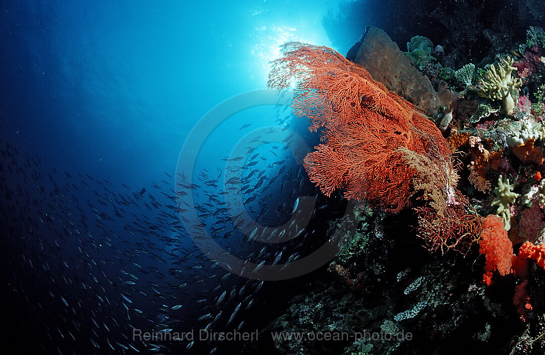 Colourful coral reef, Raja Ampat, Irian Jaya, West Papua, Indian Ocean, Indonesia